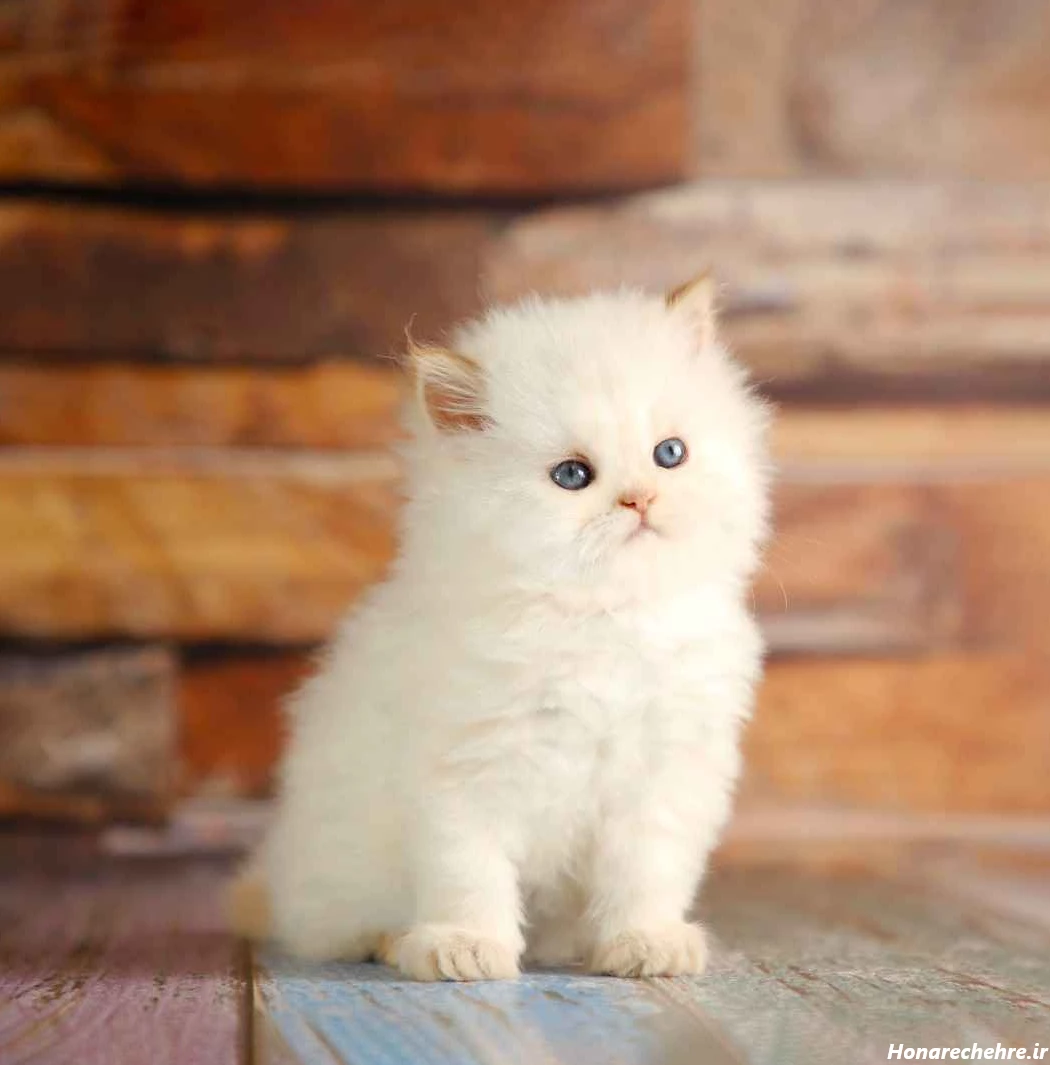 قیمت گربه پرشین سفید چشم ابی دیوار