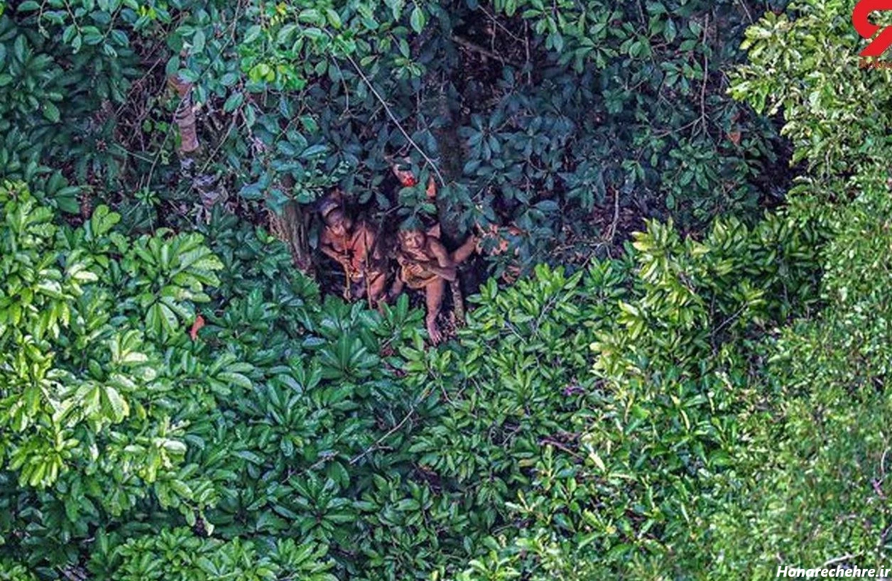 عکس جنگل ترسناک ایران