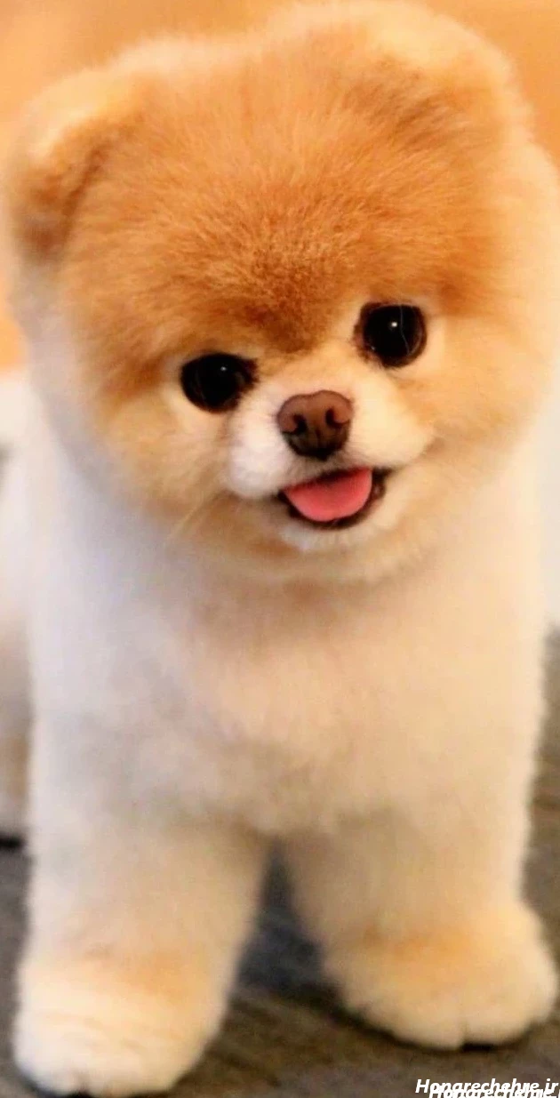 عکس سگ رنگین کمانی