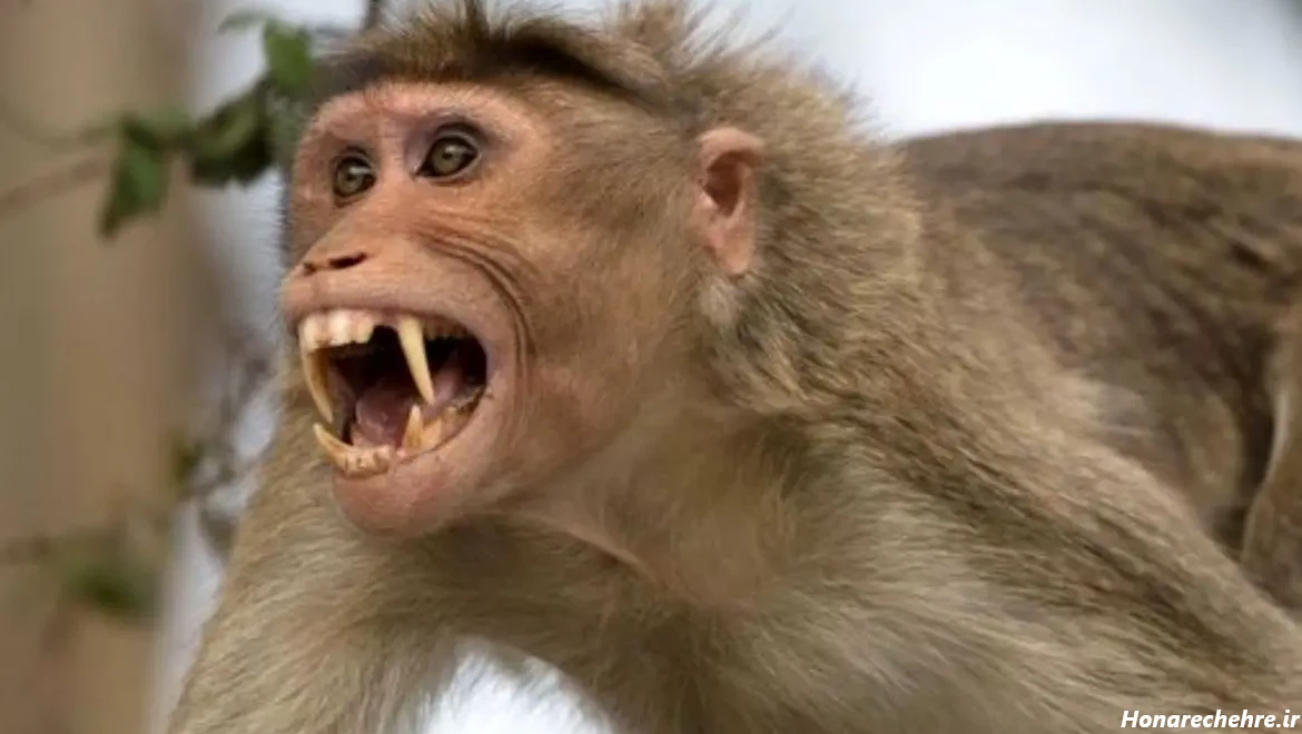 عکس میمون زشت پسرانه