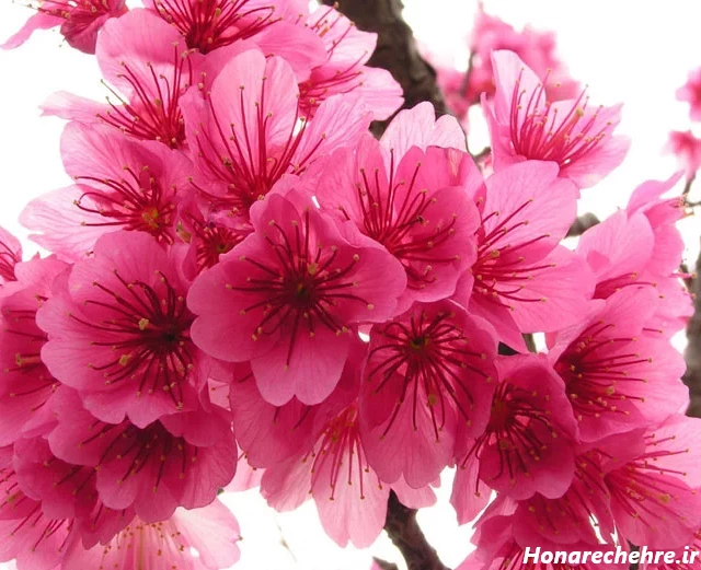 عکس گل برای پروفایل واتساپ نوشته دار