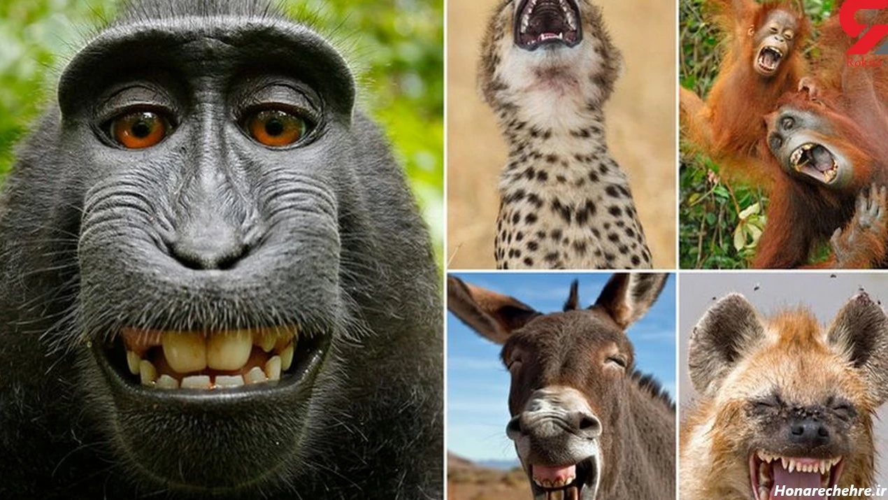 عکس حیوانات و پرندگان