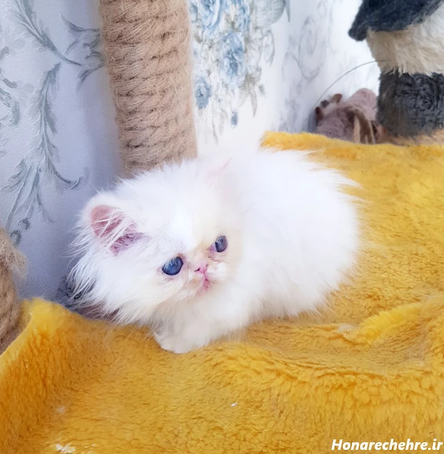 عکس گربه پرشین سیاه