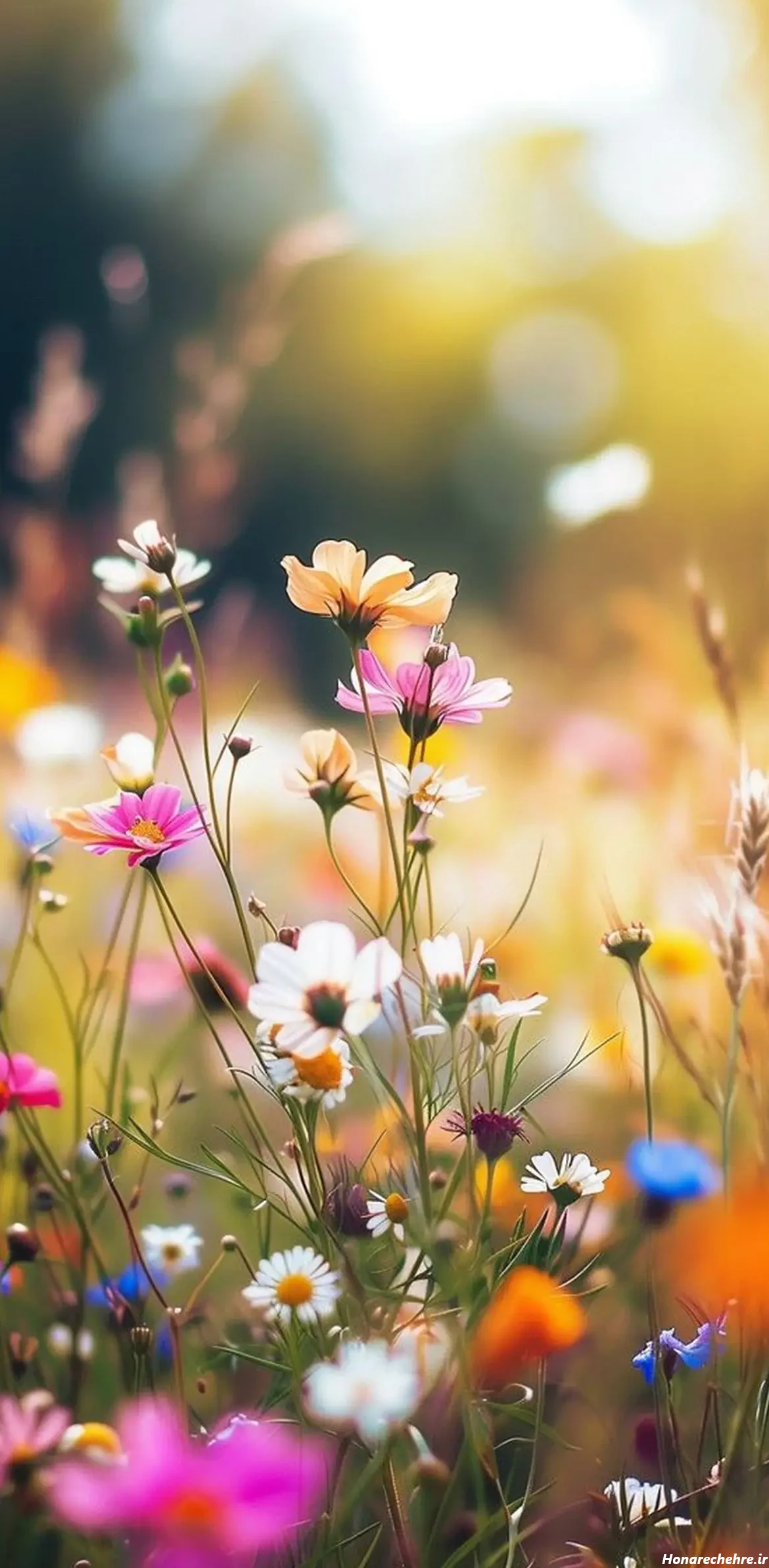 تصویر زمینه دخترانه شیک و باکلاس