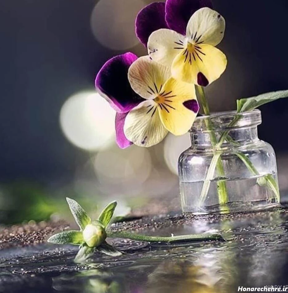 عکس گل برای پروفایل واتساپ نوشته دار