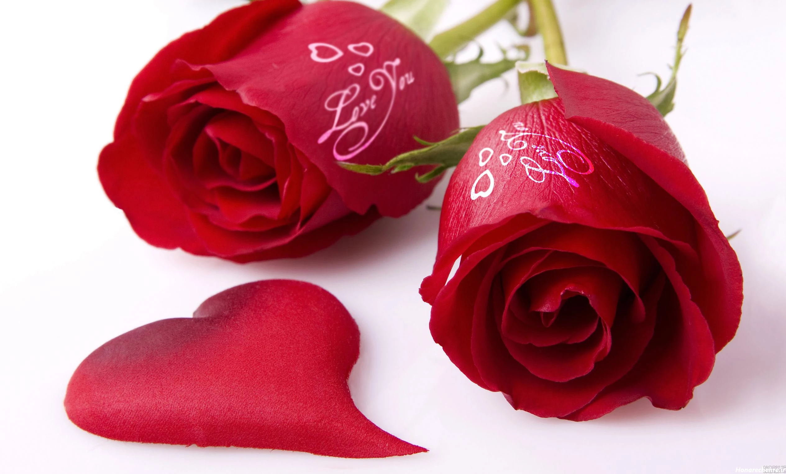 عکس گل رز قرمز عاشقانه طبیعی