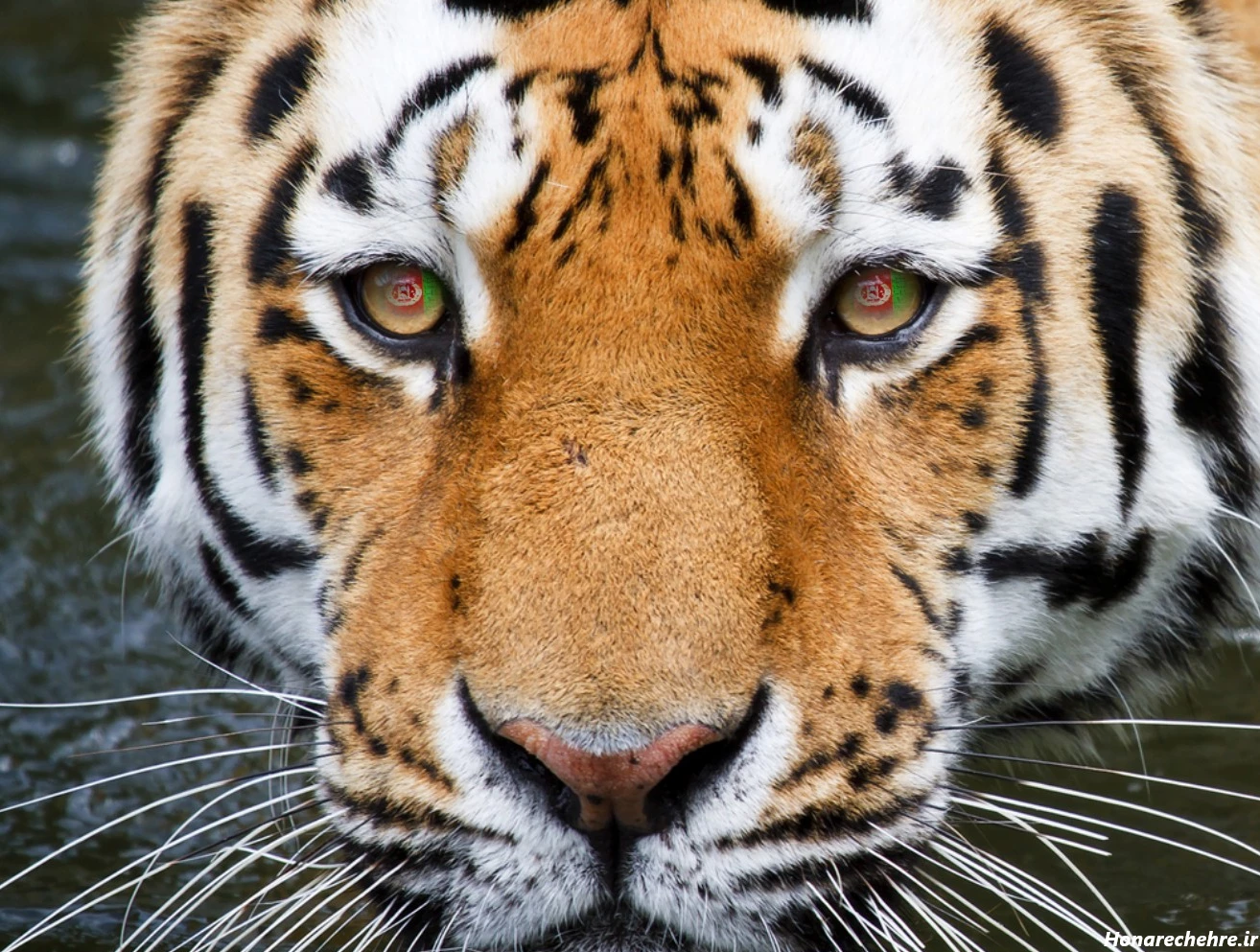 عکس پرچم افغانستان غمگین برای پروفایل