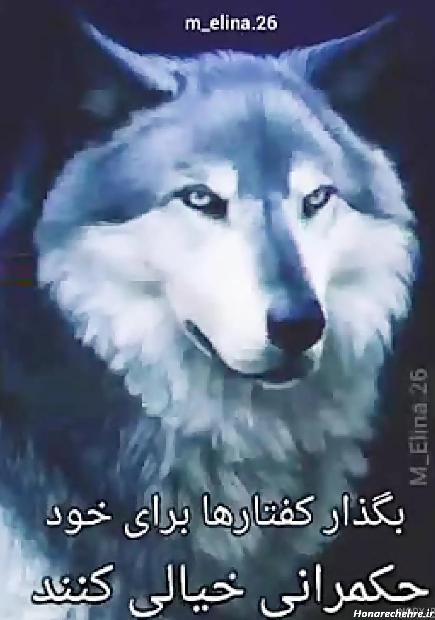 عکس گرگ واقعی برای پروفایل