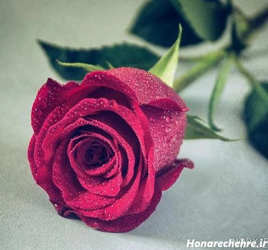 عکس گل رز قرمز عاشقانه طبیعی