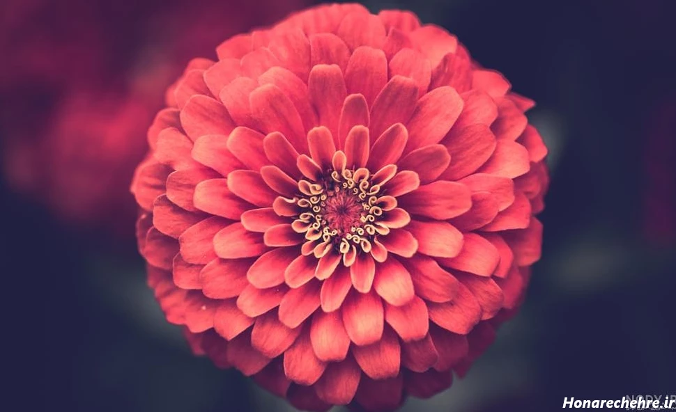 عکس گل برای پروفایل واتساپ نوشته دار