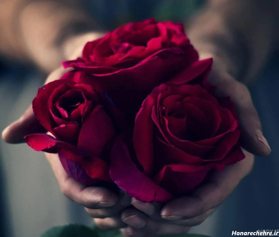عکس گل رز قرمز عاشقانه طبیعی