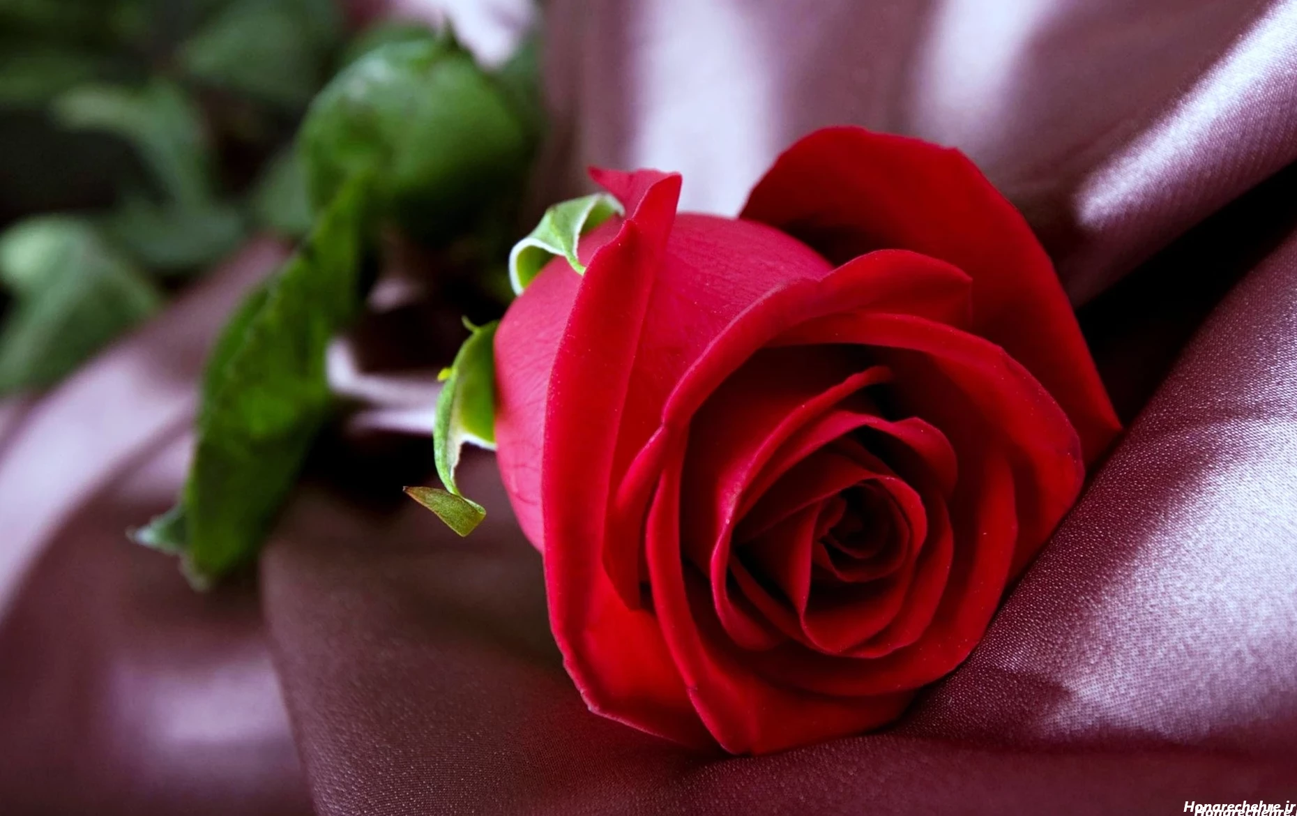 عکس گل رز قرمز عاشقانه طبیعی