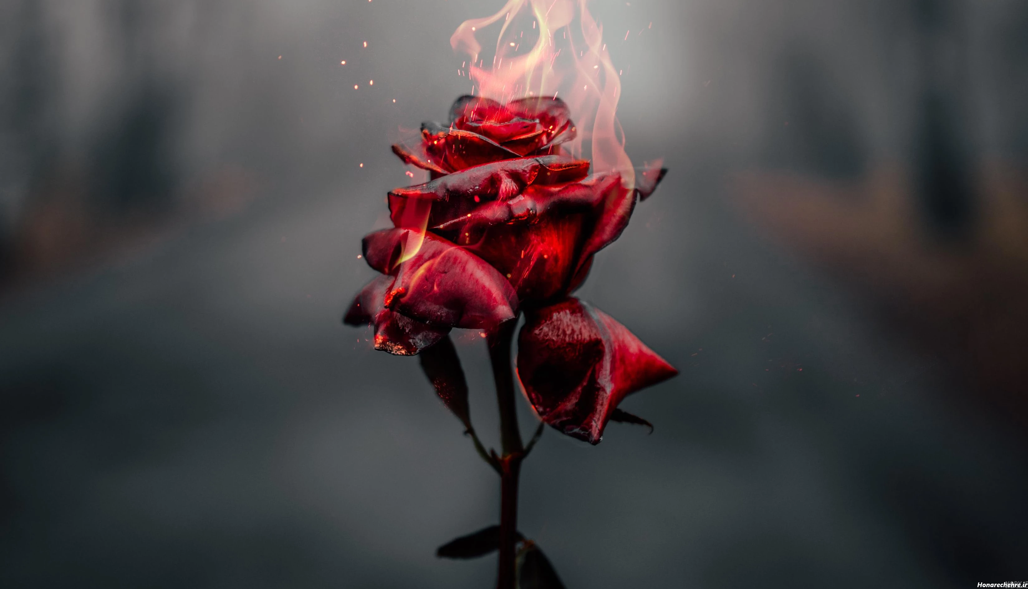 عکس گل رز قرمز عاشقانه طبیعی