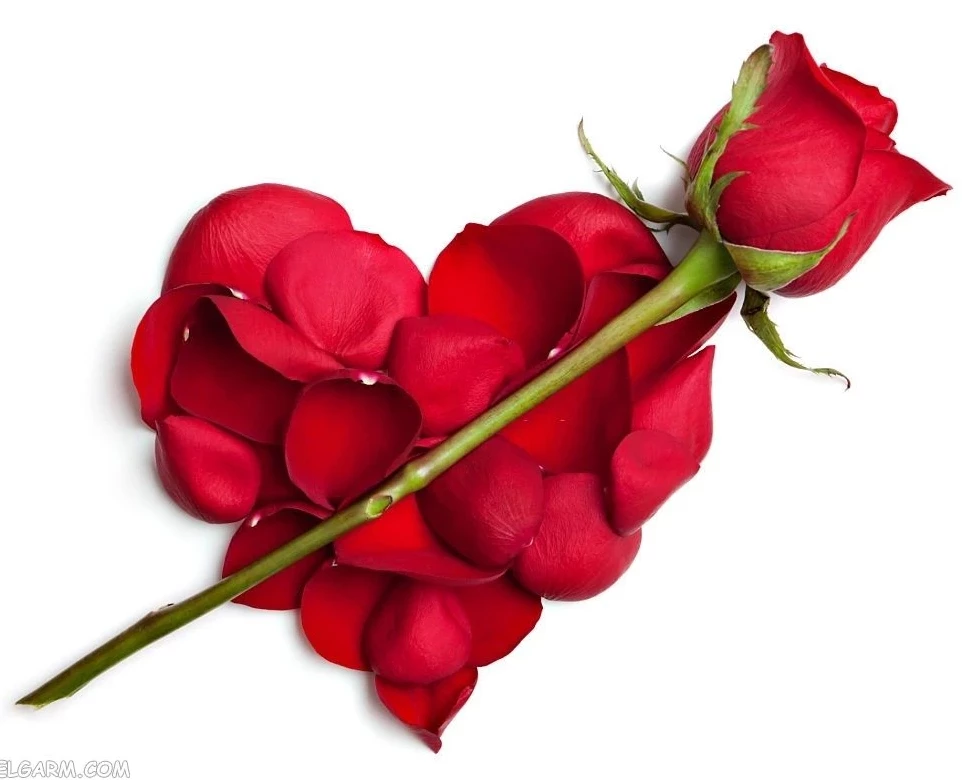 عکس گل رز قرمز عاشقانه طبیعی