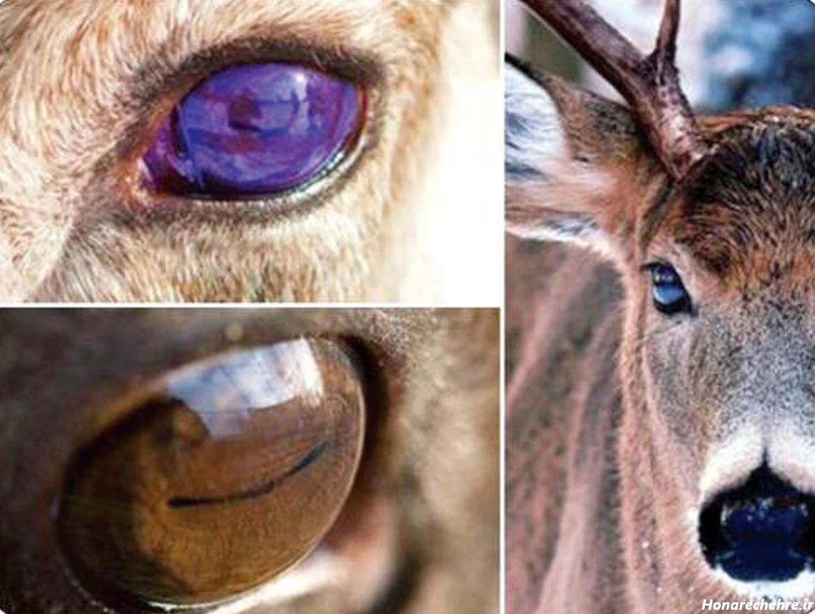 چشم آهویی انسان