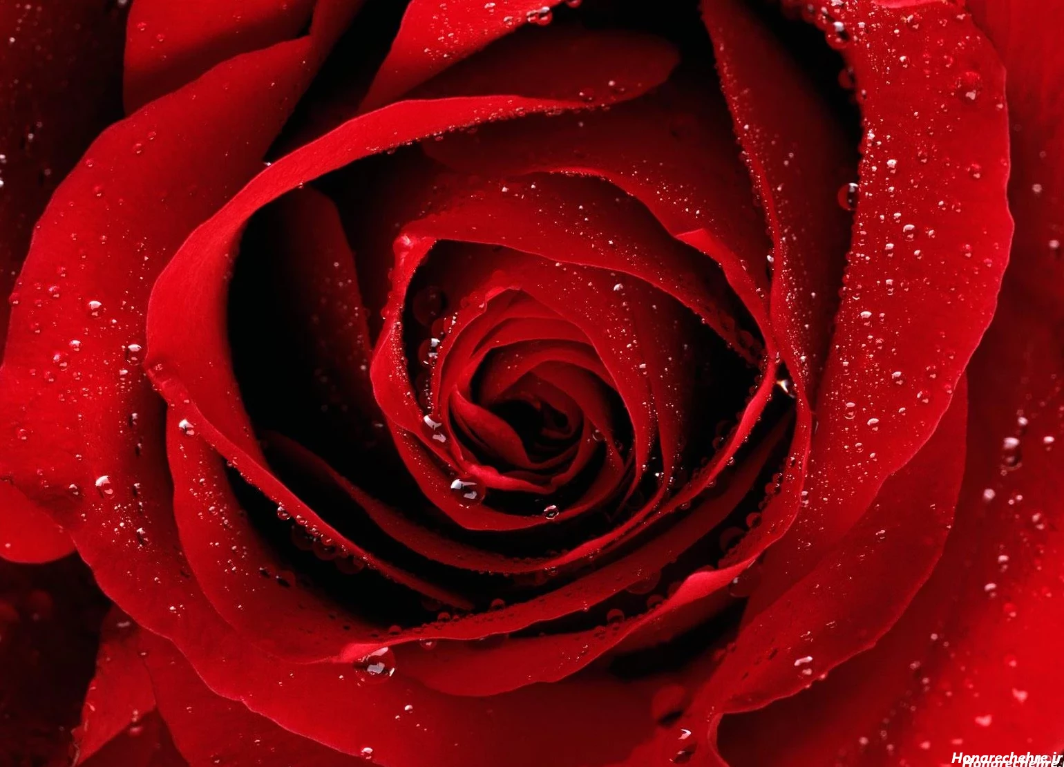 عکس گل رز قرمز عاشقانه طبیعی