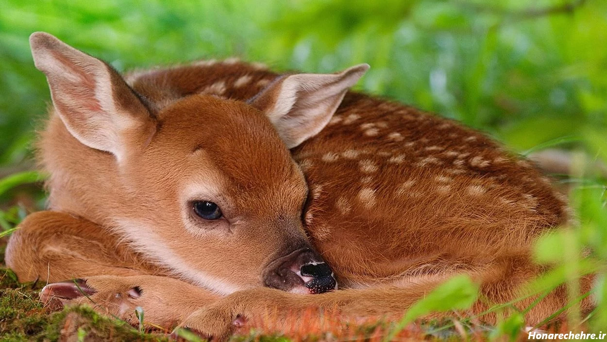 چشم آهویی انسان