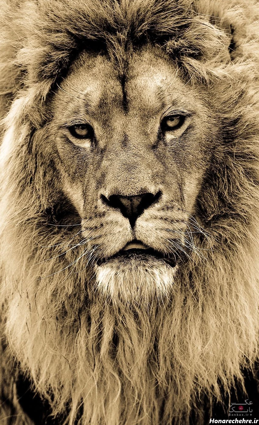 عکس حیوانات وحشی با کیفیت بالا