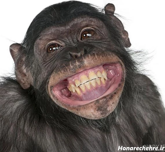 عکس پروفایل خنده دار برای گروه