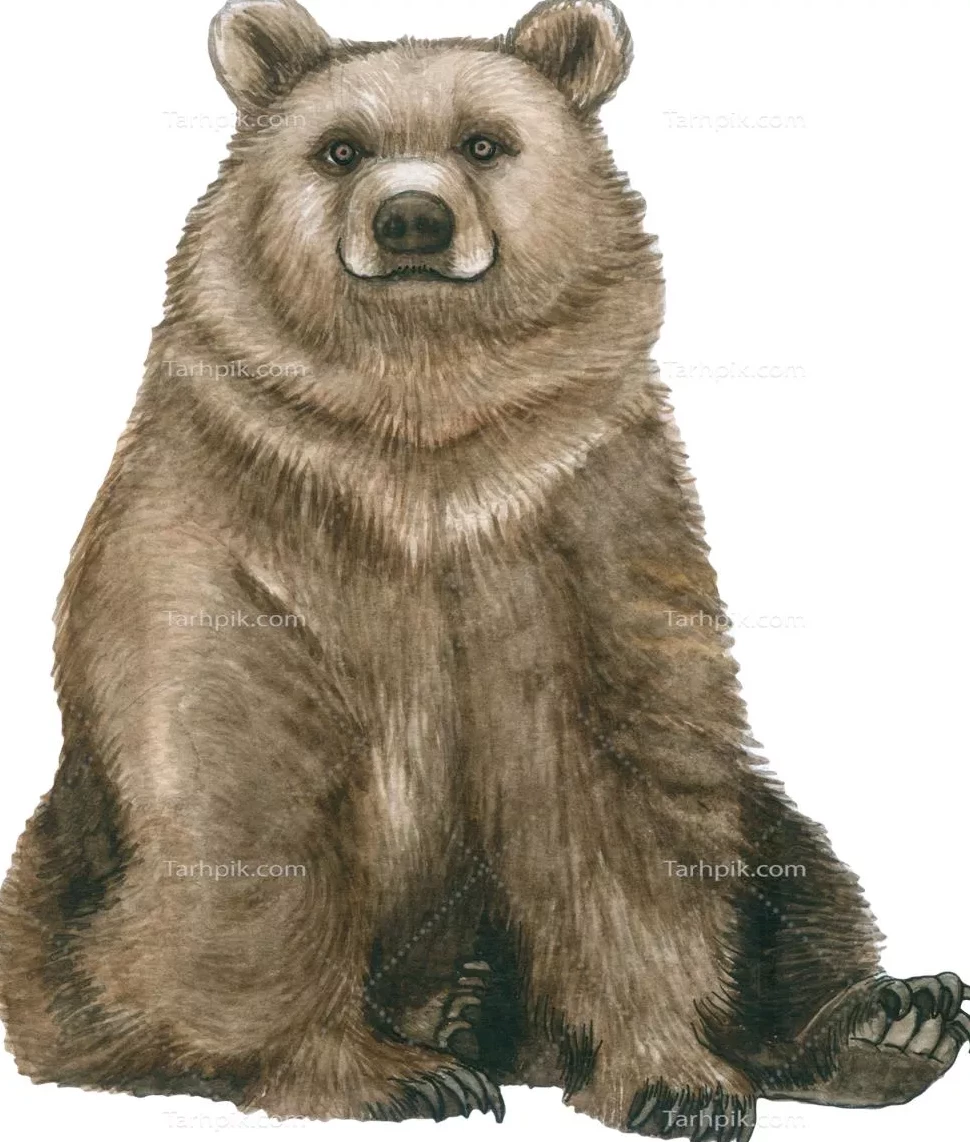 عکس خرس های کله فندقی کیوت