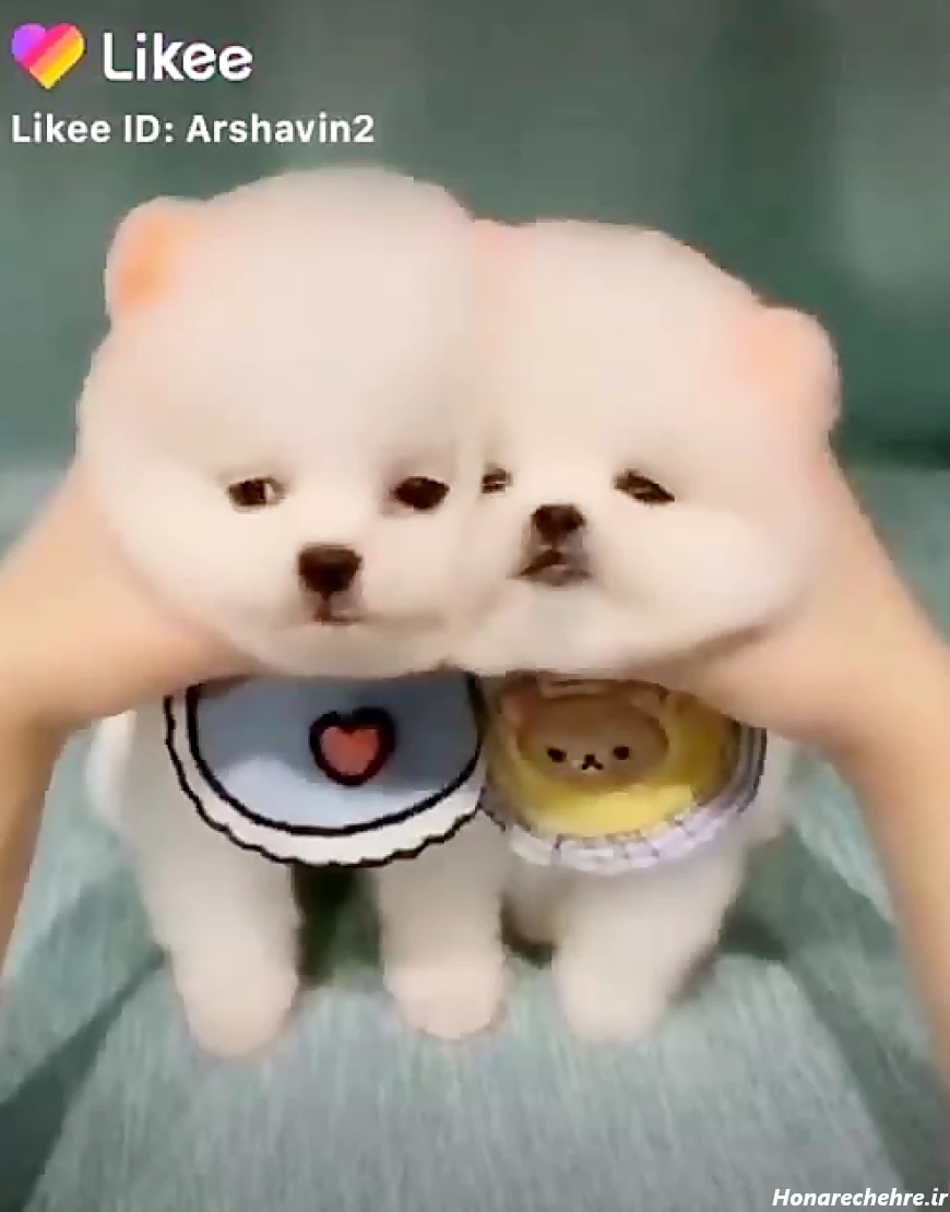 عکس سگ سفید برفی