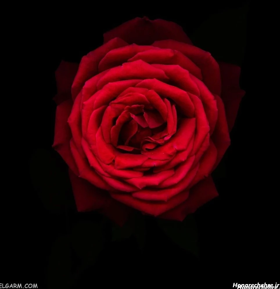 عکس گل رز قرمز عاشقانه طبیعی
