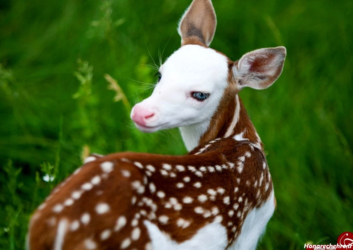 چشم آهویی انسان