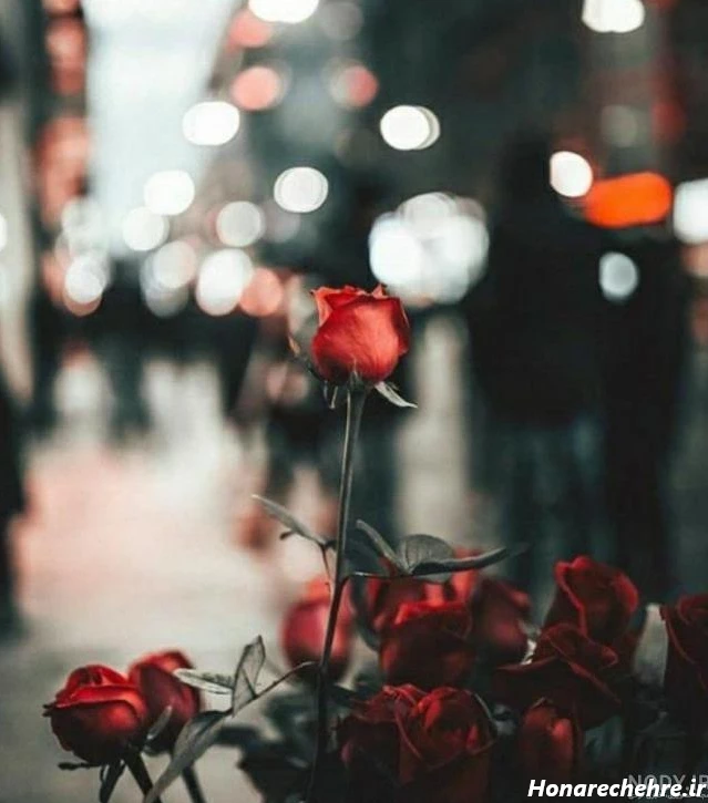 عکس گل رز قرمز عاشقانه طبیعی