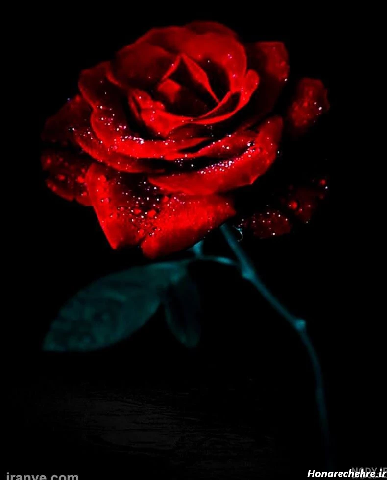عکس گل رز قرمز عاشقانه طبیعی