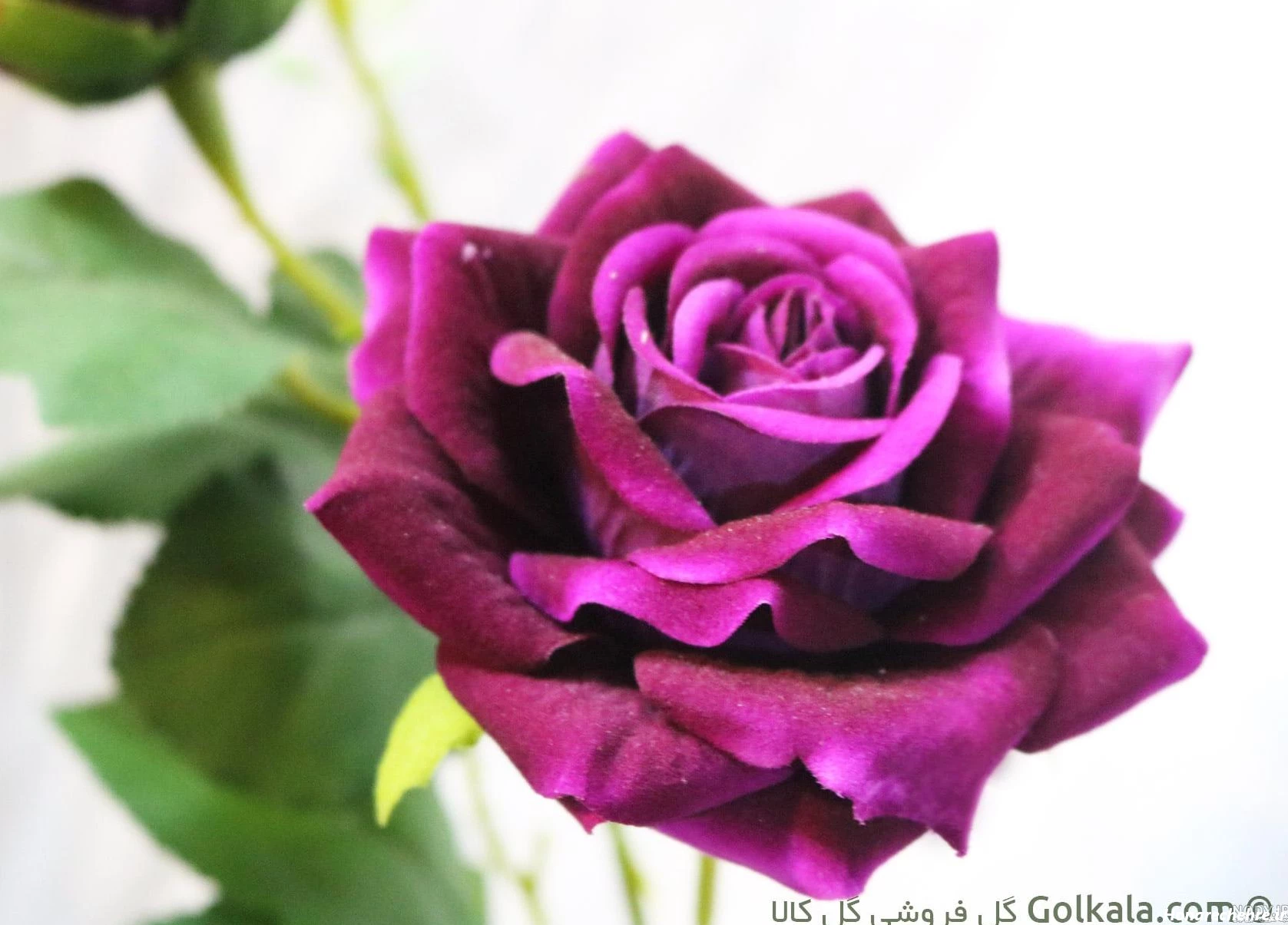 عکس گل رز قرمز عاشقانه طبیعی