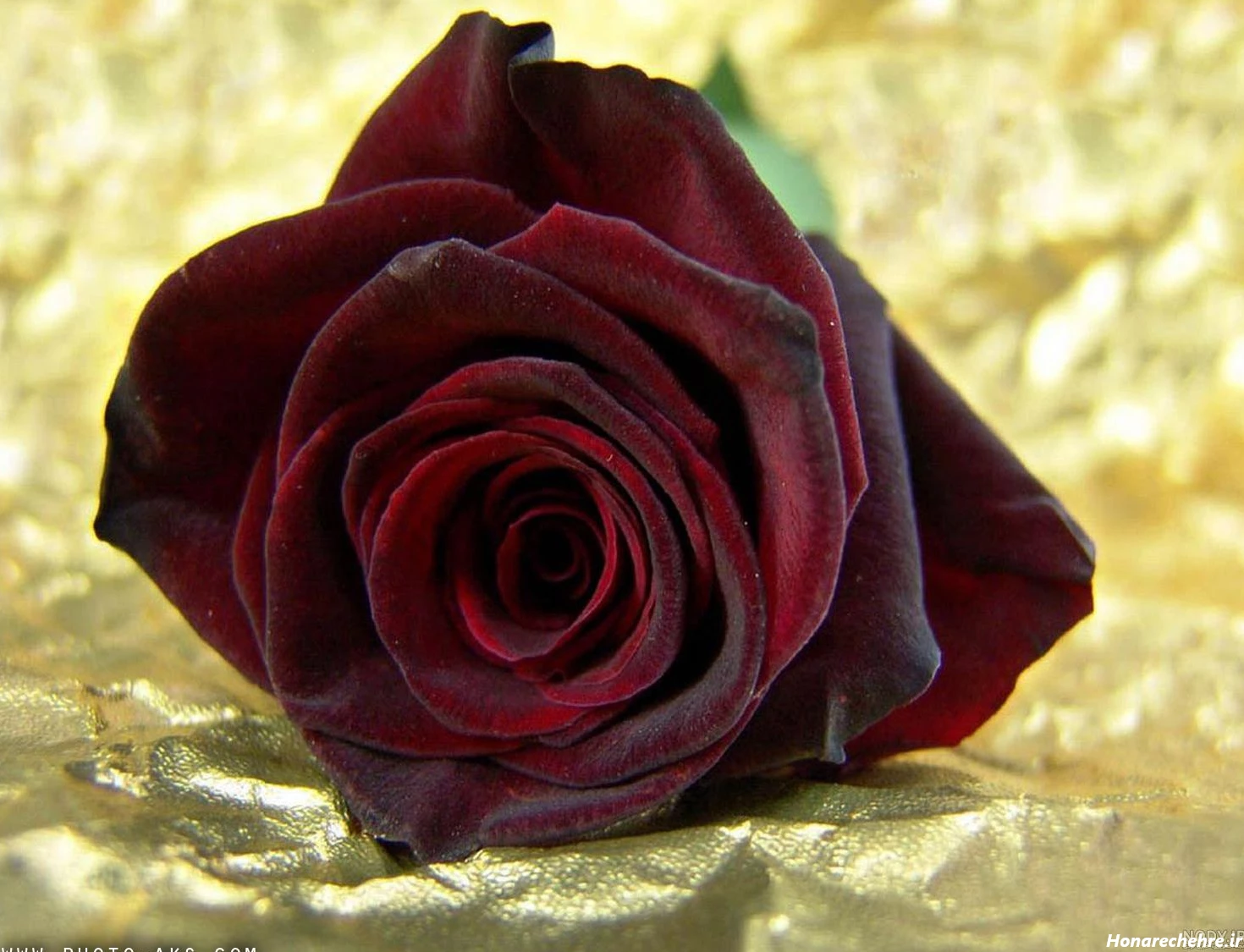 عکس گل رز قرمز عاشقانه طبیعی