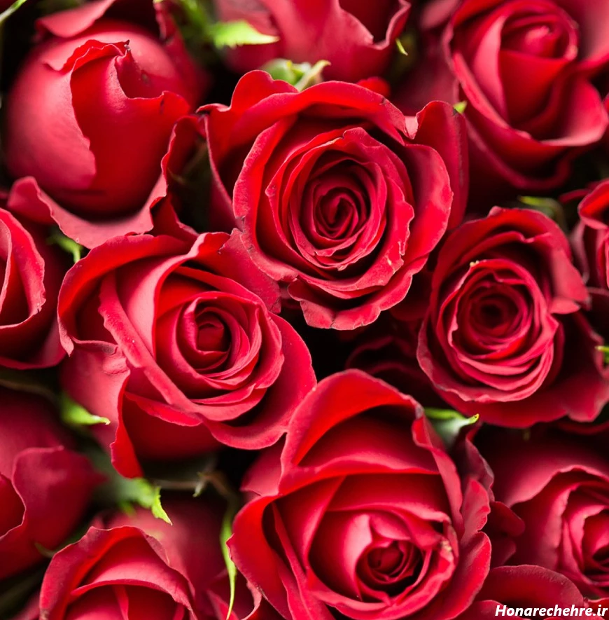 عکس گل رز قرمز عاشقانه طبیعی