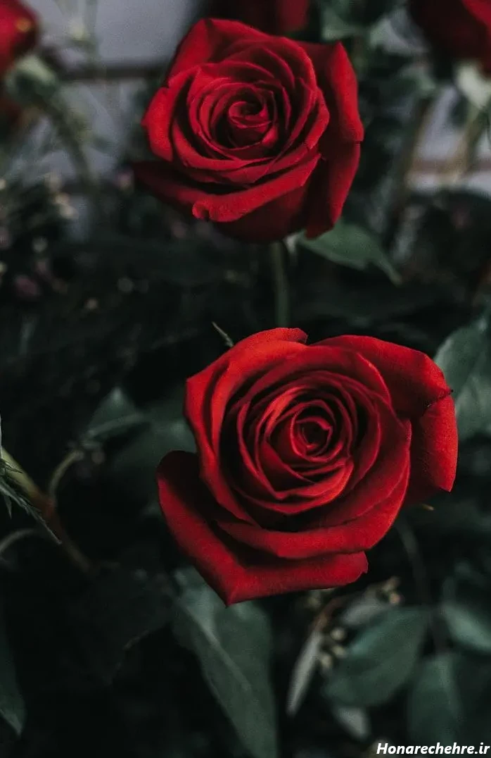 عکس گل رز قرمز عاشقانه طبیعی