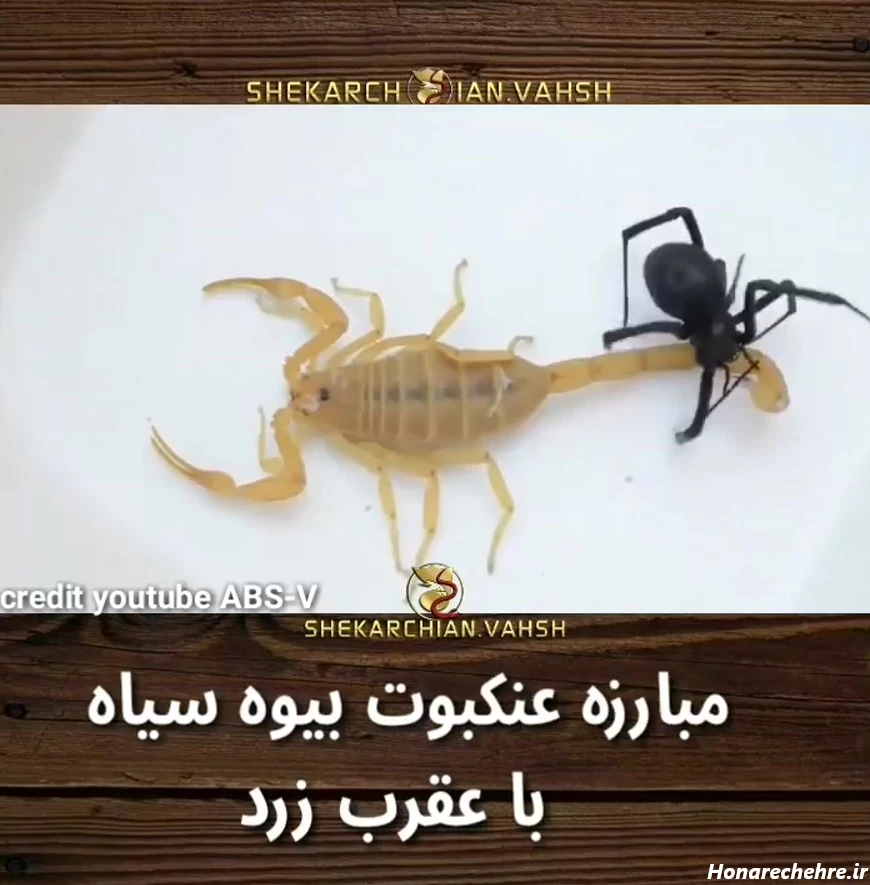مبارزه عنکبوت بیوه سیاه با عقرب زرد خطرناک