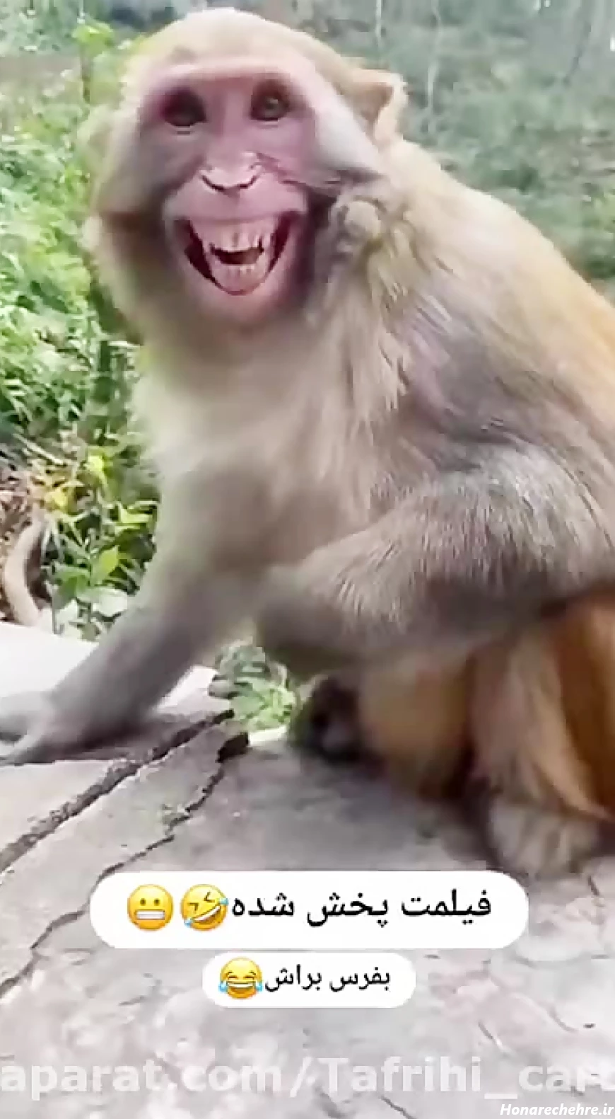 عکس میمون ترسناک