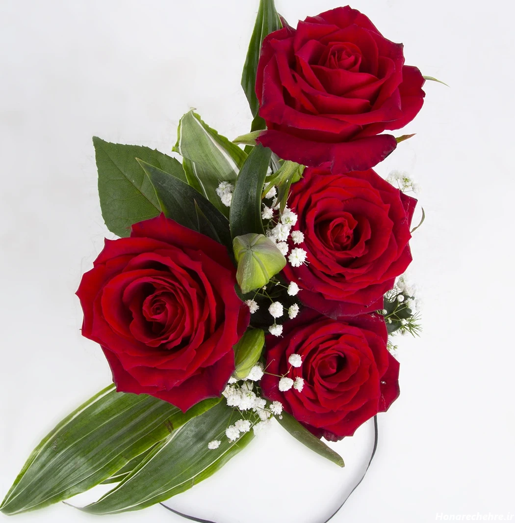 عکس گل رز قرمز عاشقانه طبیعی