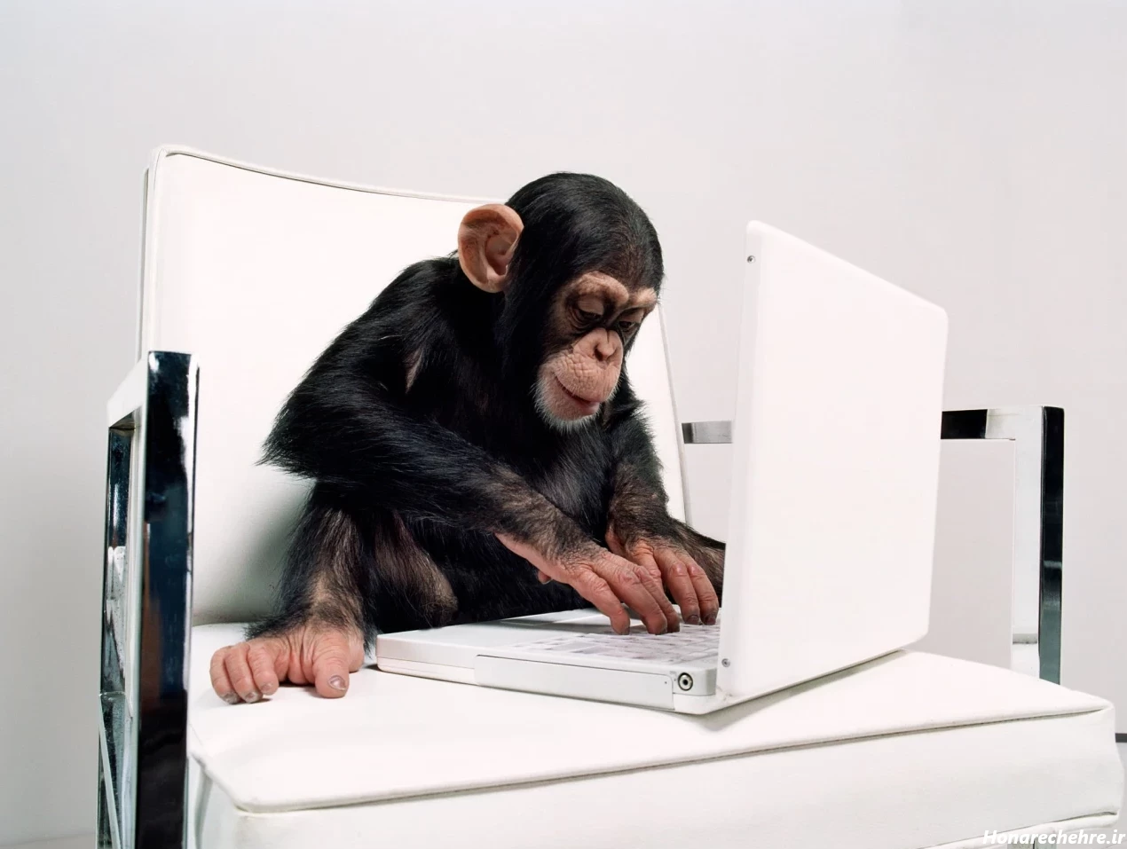 عکس میمون ترسناک