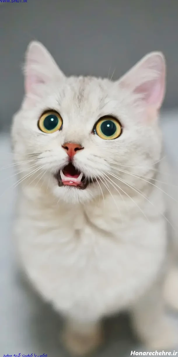 عکس گربه واقعی سیاه