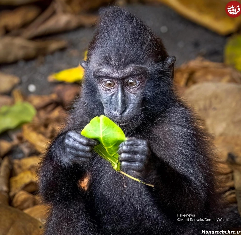 عکس حیوانات و پرندگان