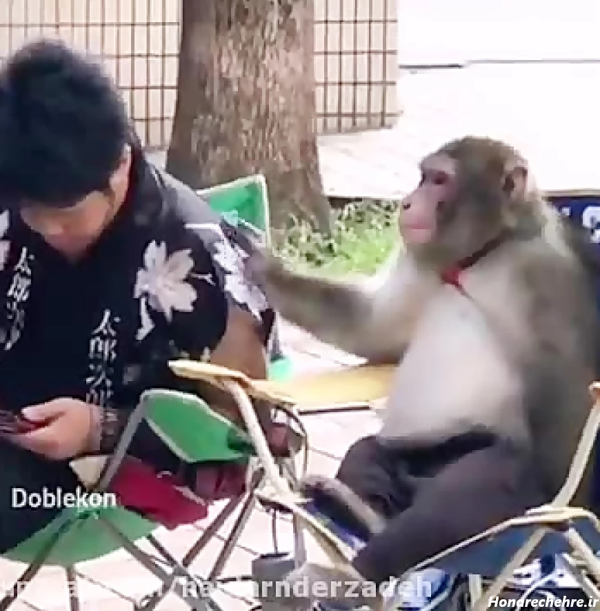 عکس میمون ترسناک