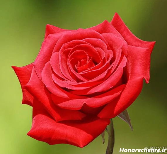 عکس گل رز قرمز عاشقانه طبیعی