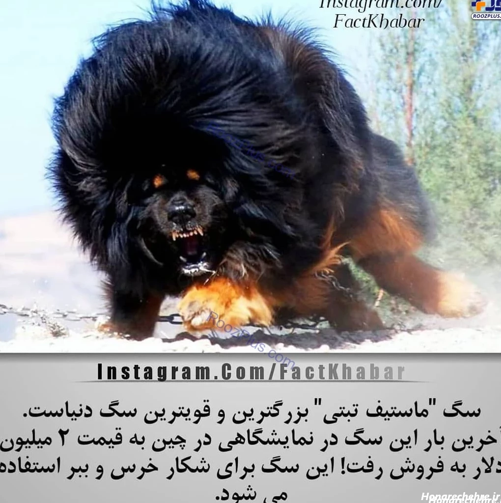 حمله وحشی ترین سگ دنیا به انسان