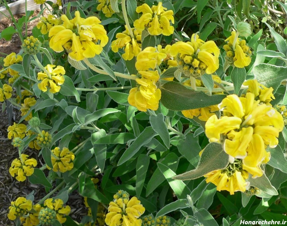 20 عکس از زیبایی گیاه گوش بره در دنیای طبیعت