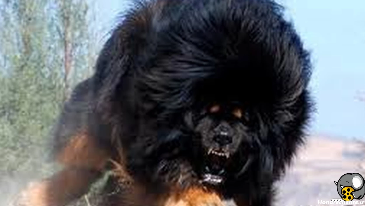 حمله وحشی ترین سگ دنیا به انسان