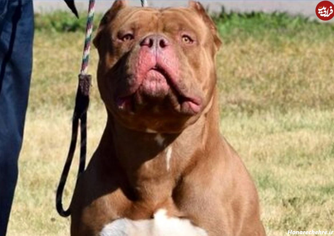 حمله وحشی ترین سگ دنیا به انسان