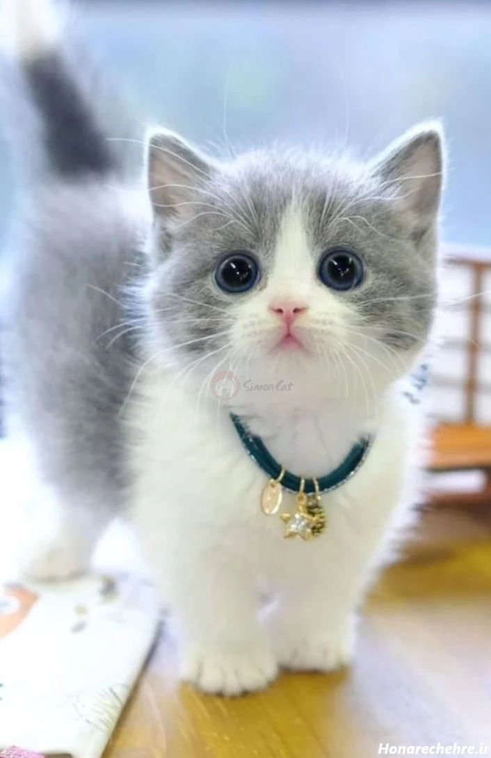 عکس گربه واقعی سیاه