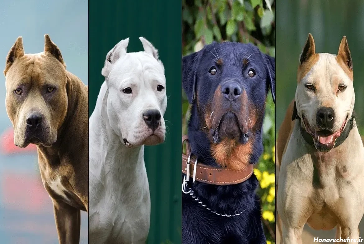 حمله وحشی ترین سگ دنیا به انسان