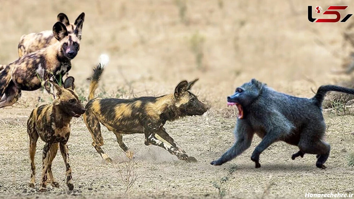 حمله وحشی ترین سگ دنیا به انسان