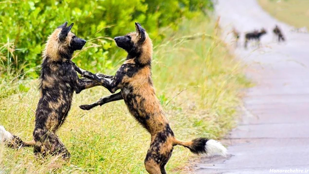 حمله وحشی ترین سگ دنیا به انسان