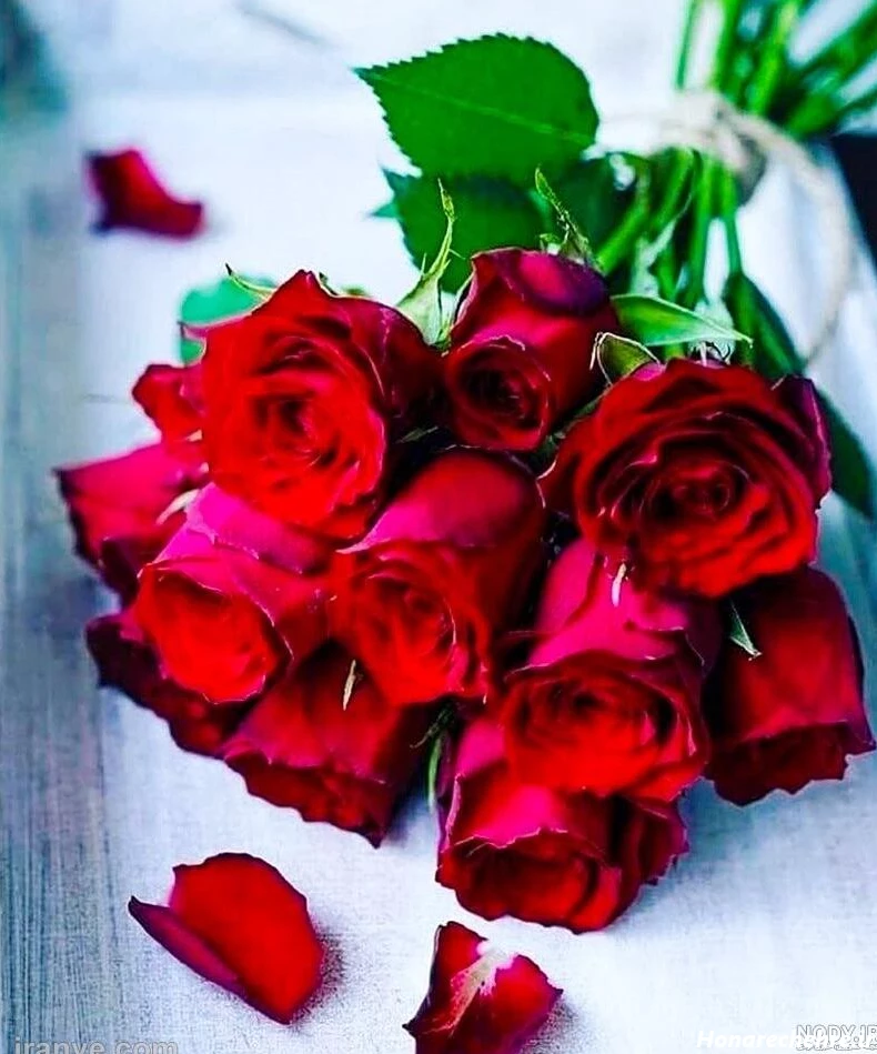 عکس گل رز قرمز عاشقانه طبیعی